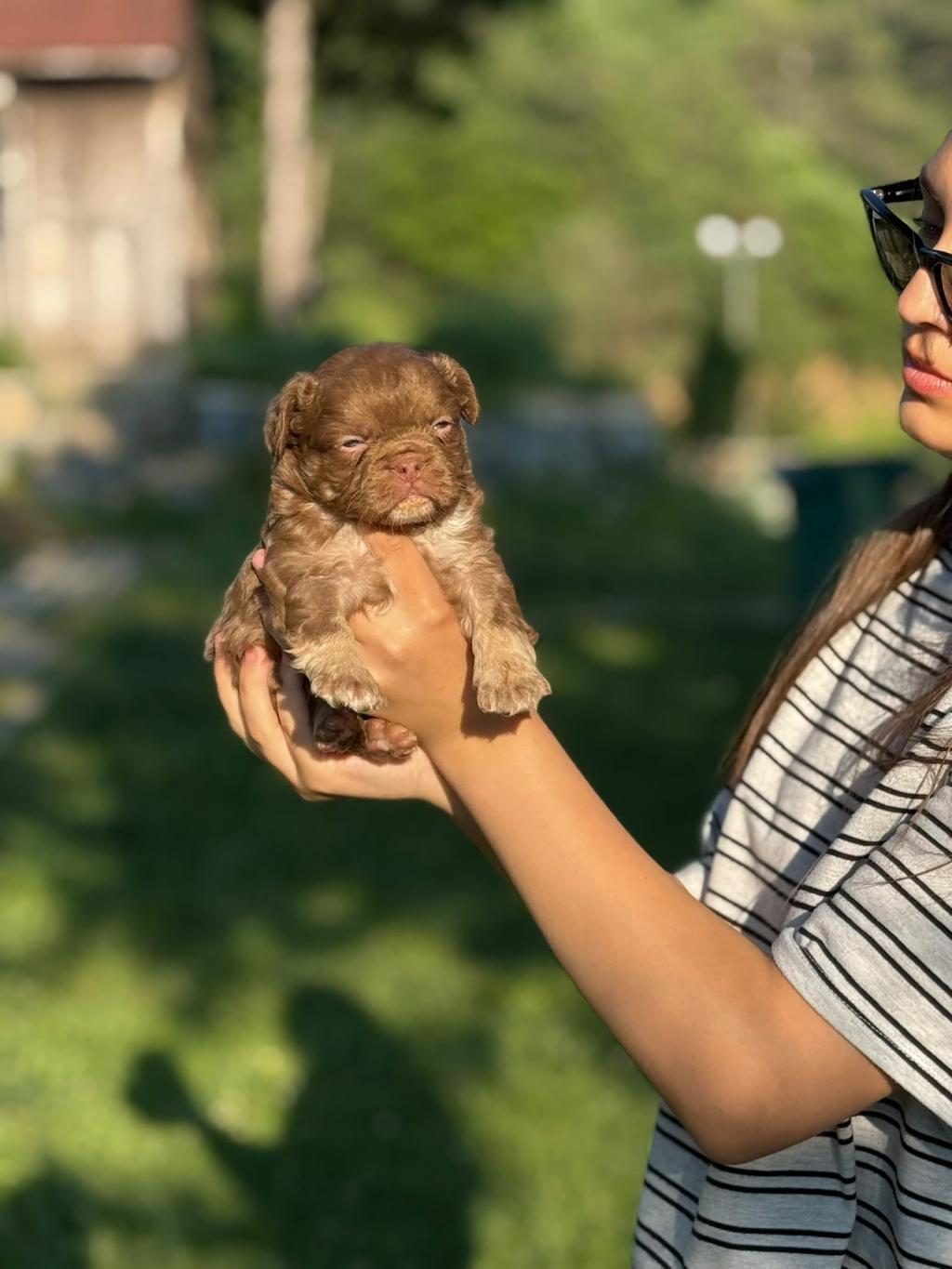 NADİR OLMAK İSTEYENLERE TÜYLÜ FRENCH BULLDOG