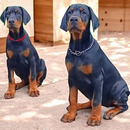 3.5 AYLIK A ŞECERELİ KALİTELİ DOBERMAN YAVRULAR