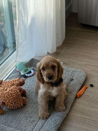 MİNİK EĞİTİMLİ PRENSES KÖPEĞİMİZ