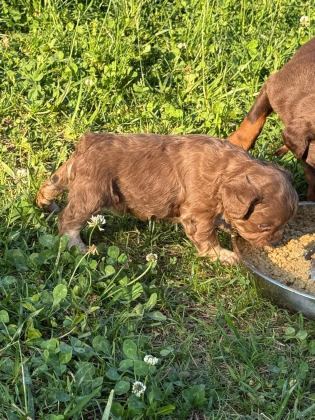 NADİR OLMAK İSTEYENLERE TÜYLÜ FRENCH BULLDOG