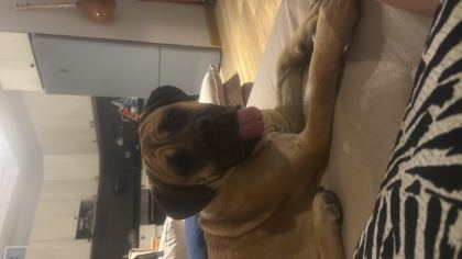 KIRMA BOXER BULL MASTİF KISIR ÇİPLİ DİŞİ 2 YAŞINDA