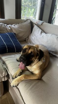 KIRMA BOXER BULL MASTİF KISIR ÇİPLİ DİŞİ 2 YAŞINDA