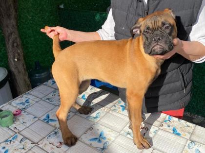 ÖDÜLLÜ ANNE VE BABADAN ŞECERELİ YAVRULAR