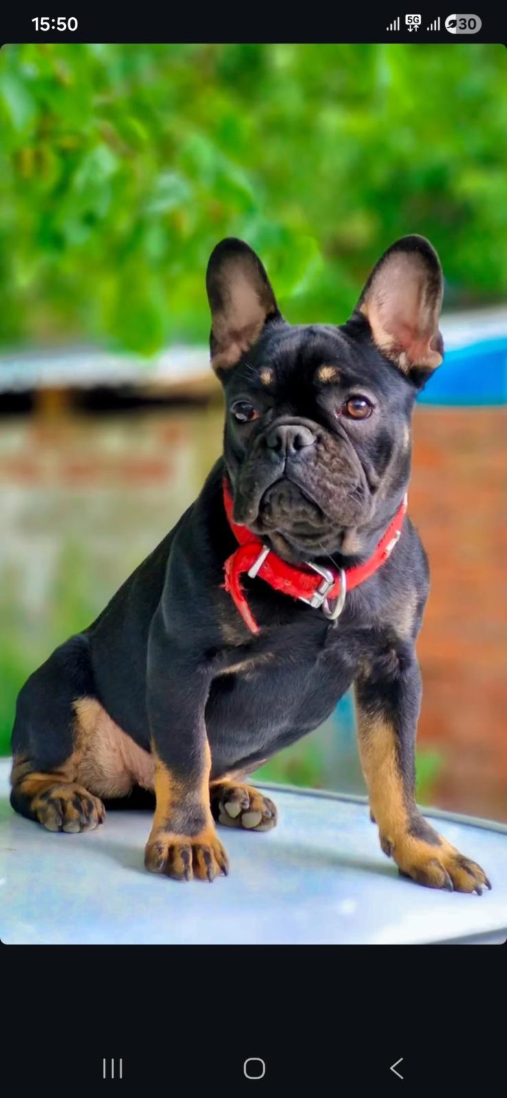 DİŞİ FRENCH BULLDOG İZMİR KARŞIYAKA