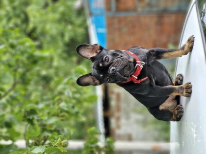 DİŞİ FRENCH BULLDOG İZMİR KARŞIYAKA