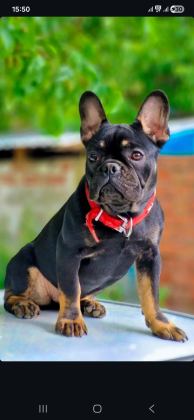 DİŞİ FRENCH BULLDOG İZMİR KARŞIYAKA