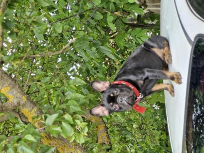 DİŞİ FRENCH BULLDOG İZMİR KARŞIYAKA