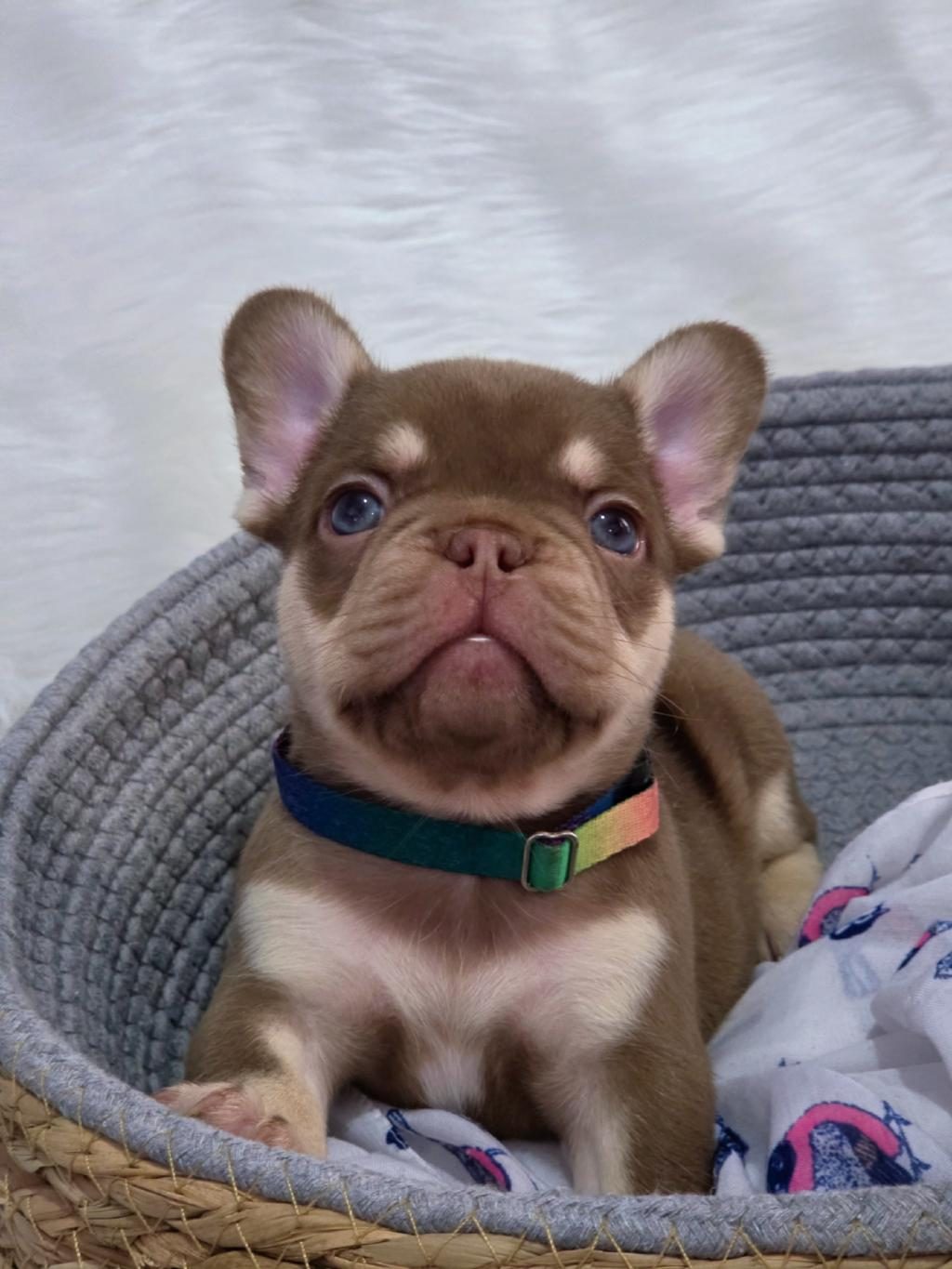 NEW SHADE ROJO AND TAN FLUFFY CARRİER ERKEK FRENCH BULLDOG