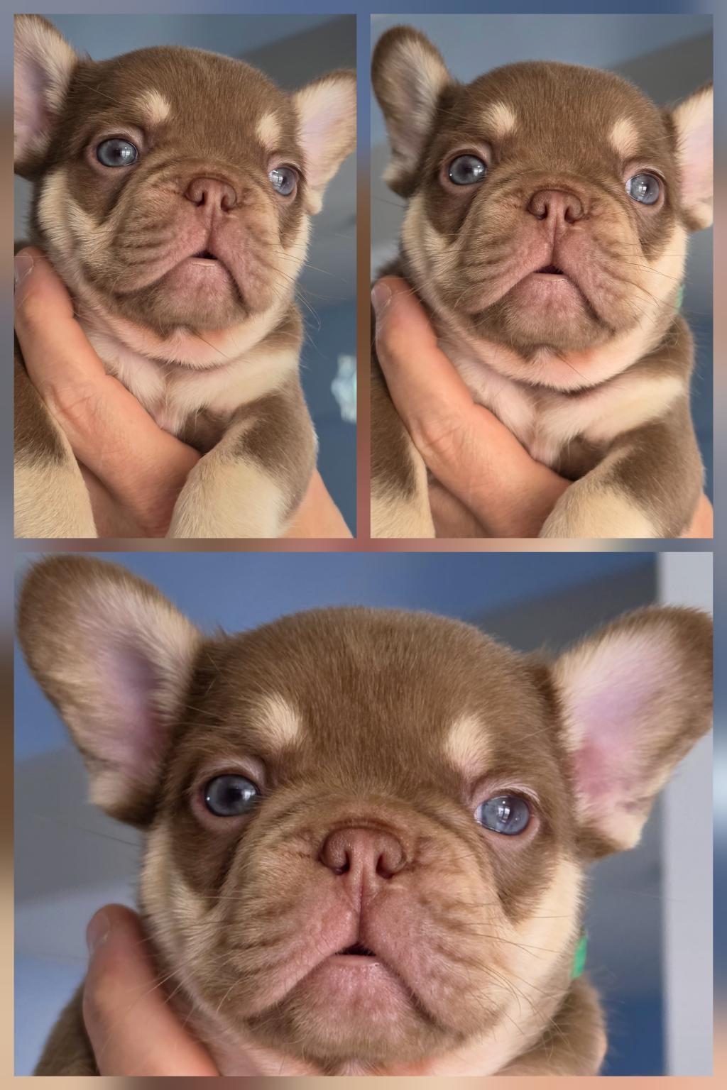 NEW SHADE ROJO AND TAN FLUFFY CARRİER DİŞİ FRENCH BULLDOG