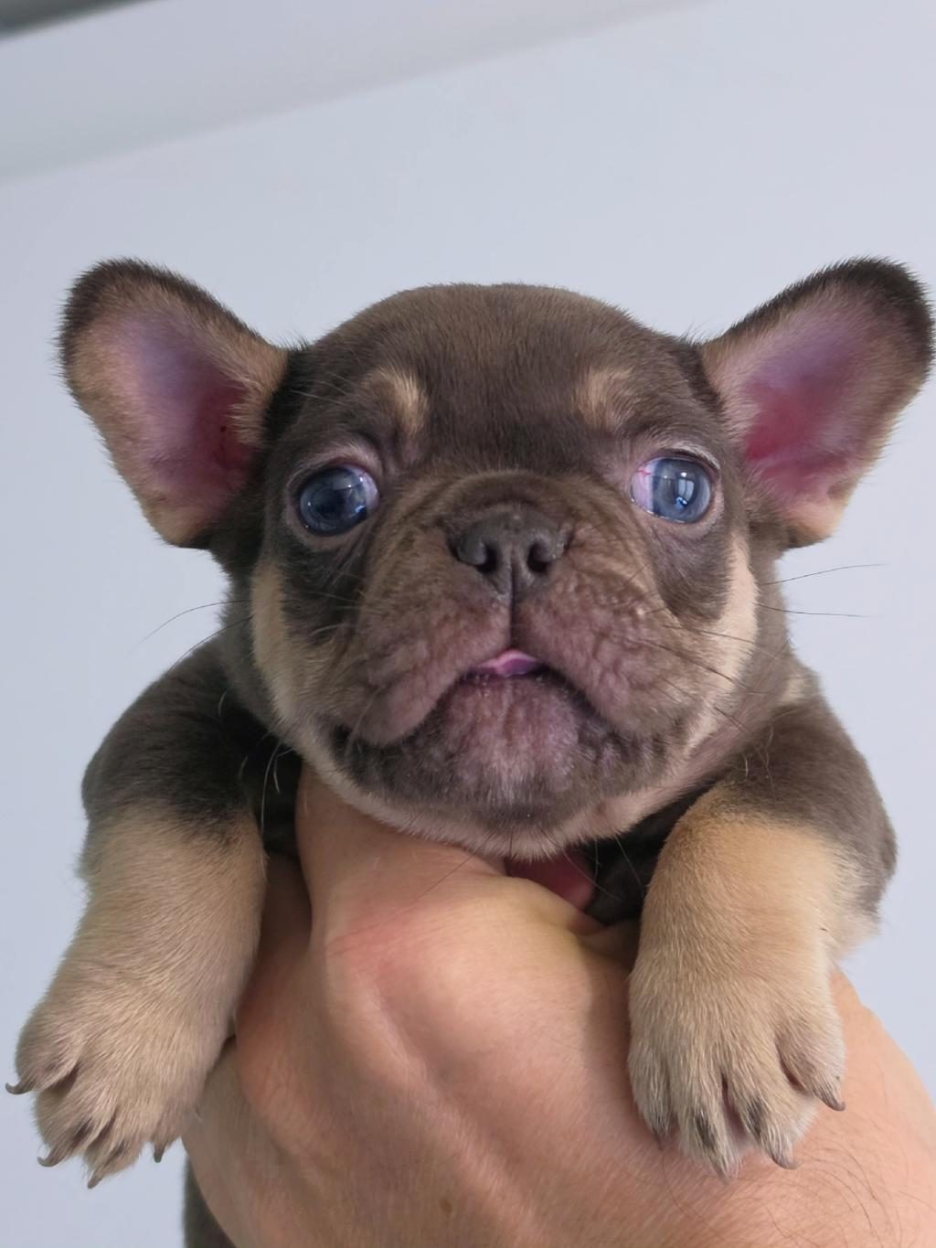 CHOCO TAN İSABELLA CARRİER DİŞİ FRENCH BULLDOG İZMİR