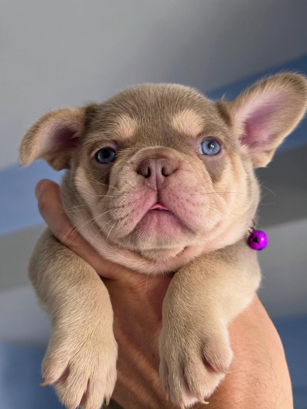 NEW SHADE İSABELLA AND TAN FLUFFY CARRİER FRENCH BULLDOG