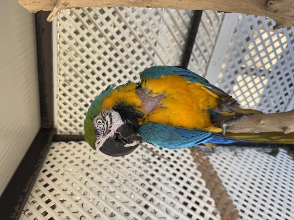 SAHİPLENDİRİLECEK MACAW PAPAĞANI
