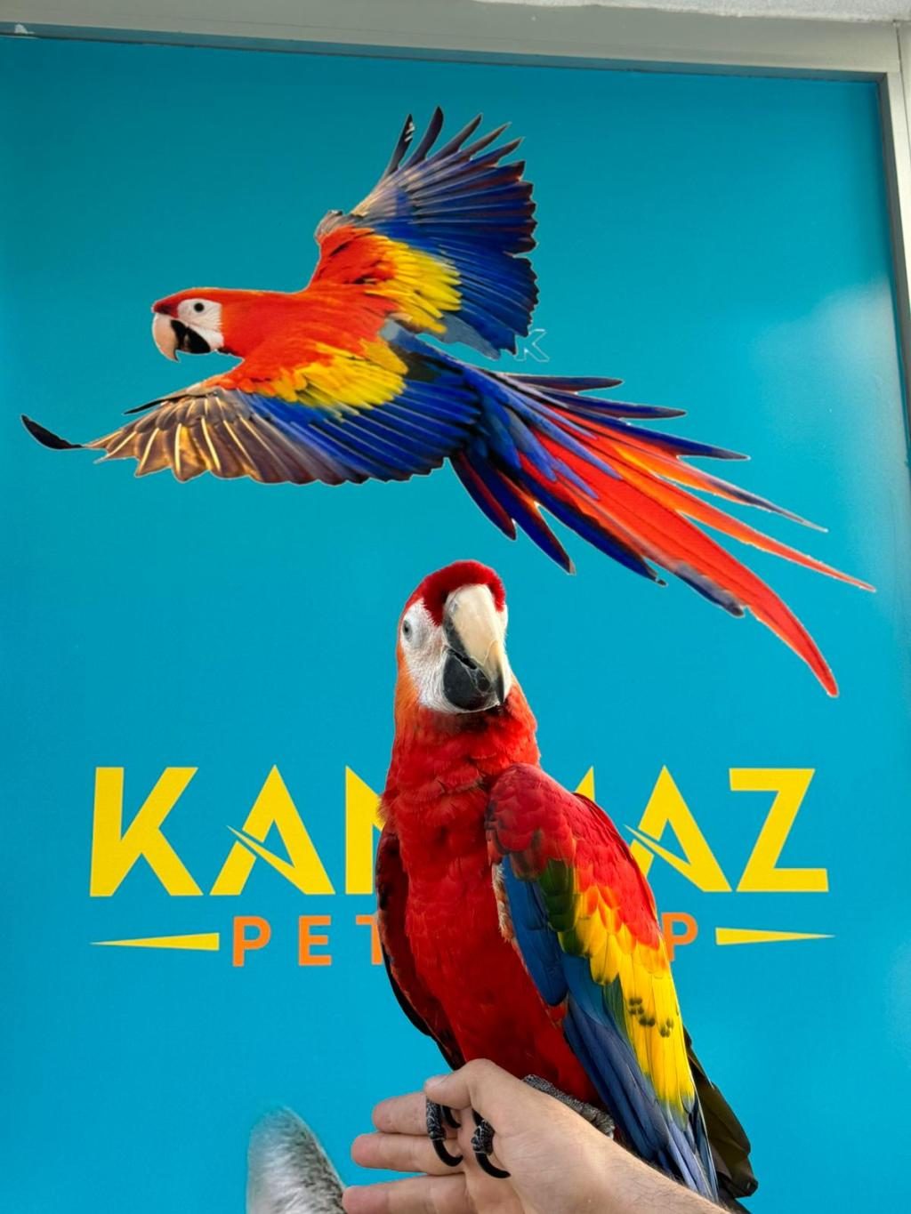 EĞİTİMLİ ARA MACAW PAPAĞANLARIMIZ GÖNDERİM MEVCUT