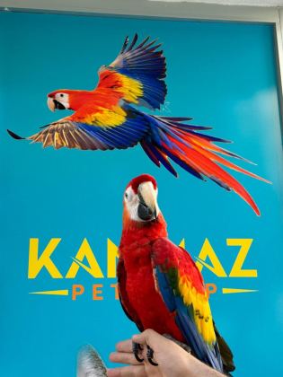 EĞİTİMLİ ARA MACAW PAPAĞANLARIMIZ GÖNDERİM MEVCUT