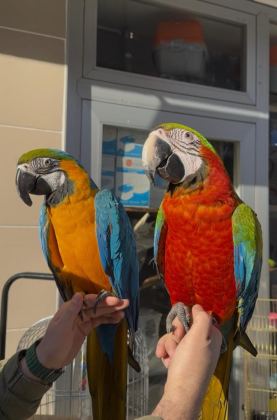EĞİTİMLİ ARA MACAW PAPAĞANLARIMIZ GÖNDERİM MEVCUT