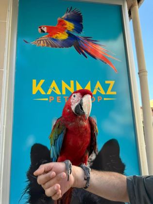 EĞİTİMLİ ARA MACAW PAPAĞANLARIMIZ GÖNDERİM MEVCUT
