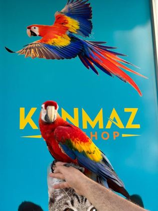 EĞİTİMLİ ARA MACAW PAPAĞANLARIMIZ GÖNDERİM MEVCUT
