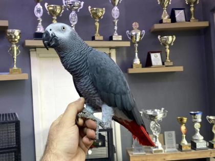 Jumbo Boy Sağlikli 200 Kelime Konuşan Jako Papağani