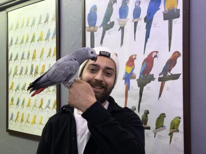 Geveze Eğitimli Çok Konuşan Jako Papağani