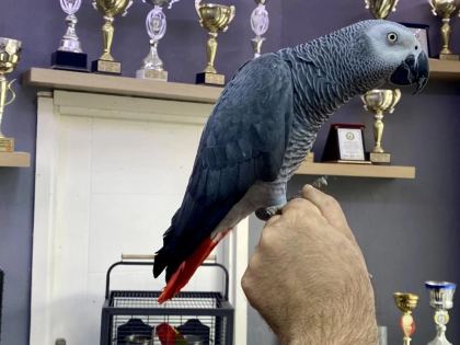 Jumbo Boy Sağlikli 200 Kelime Konuşan Jako Papağani