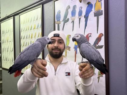 200 Kelime Konuşan Full Eğitimli Jako Papağani