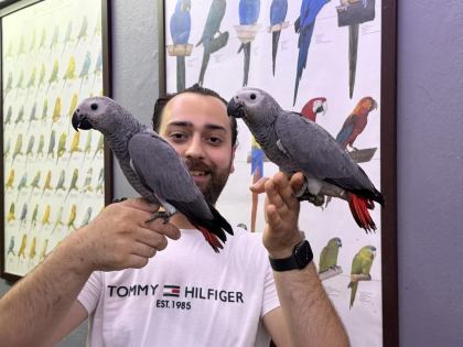 60 Günlük Belgeli Bebek El Besleme Jako Papağanlari