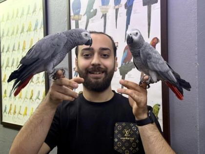 Jumbo Boy 200 Kelime Konuşan Evcil Jako