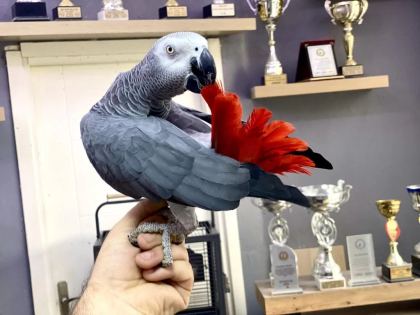 Jumbo Boy Sağlikli 200 Kelime Konuşan Jako Papağani