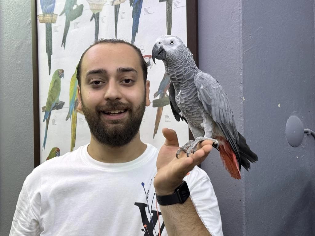 Eğitimli Geveze Çok Konuşan Jako Papağani