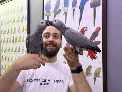 60 Günlük Belgeli Bebek El Besleme Jako Papağanlari