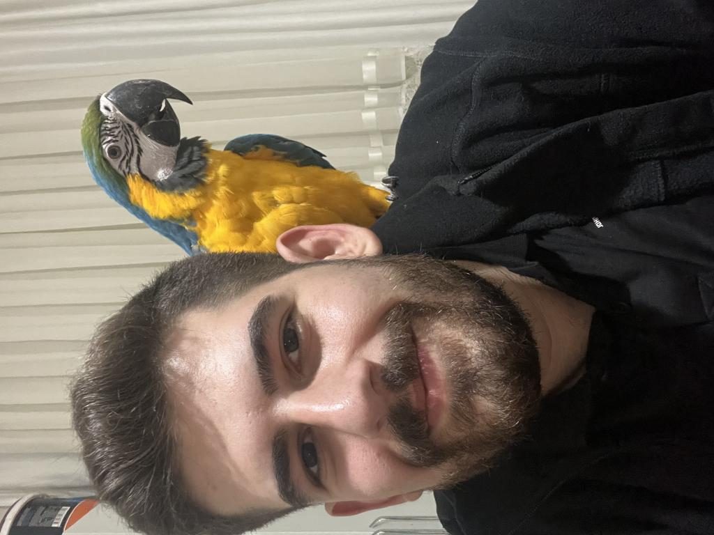 FULL EVCİL ARA MACAW