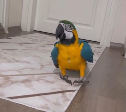 FULL EVCİL ARA MACAW