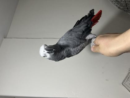 FULL EVCİL ERKEK JAKO PAPAĞANI