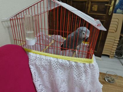 JAKO PAPAĞANIMIZ