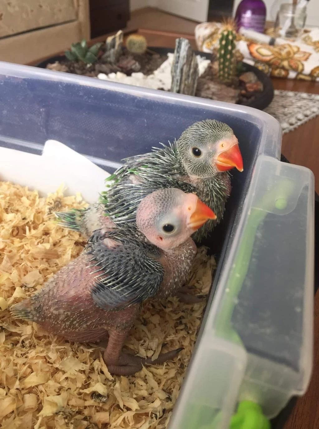 El Besleme Bebek Pakistan Papağanları