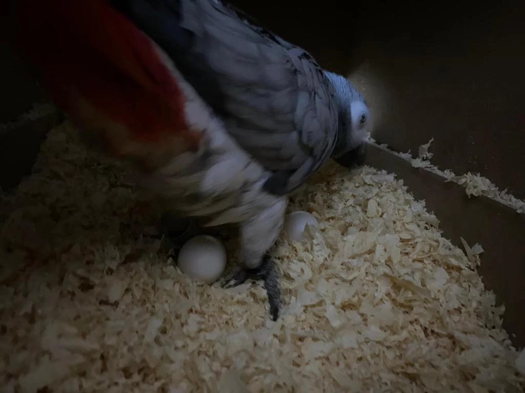 Sağlıklı Garantili Çift Jako