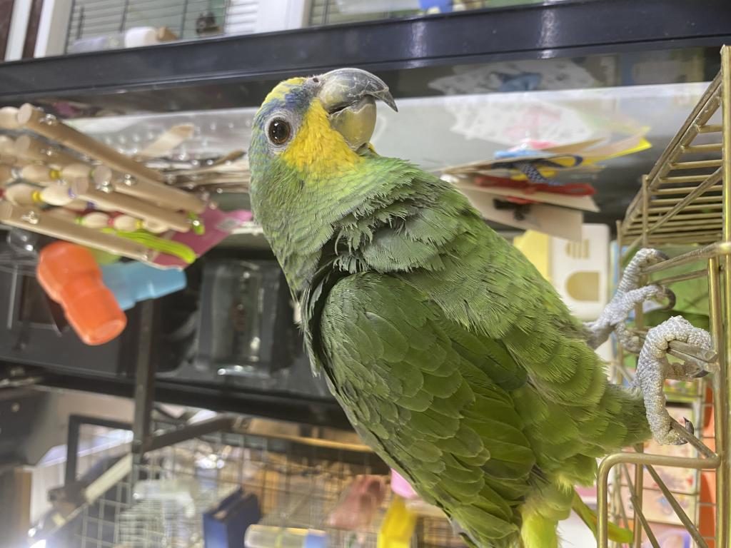 YAVRU AMAZON PAPAĞANI 9 AYLIK