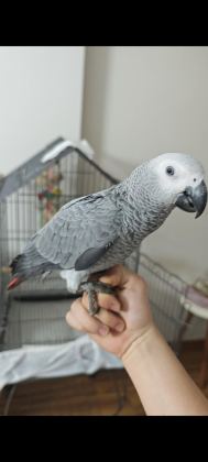 7 AYLIK JAKO ELE ALIŞKIN EL BESLEME PAPAĞAN