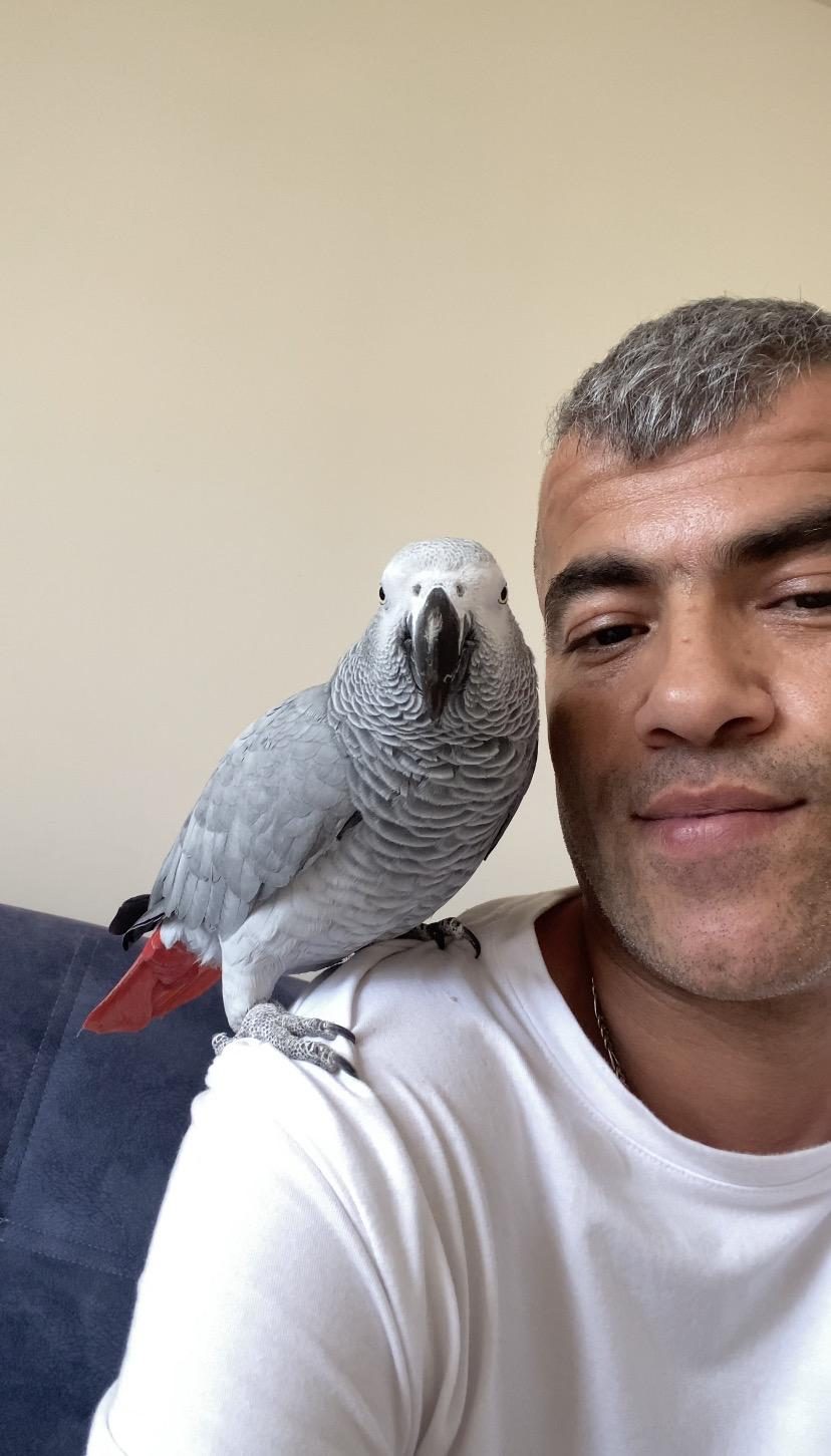 FULL EVCİL JAKO PAPAĞANI