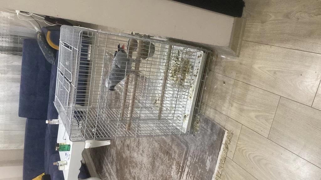 Full Evcil Jako Papağanı