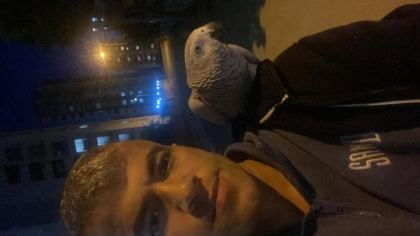 FULL EVCİL JAKO PAPAĞANI