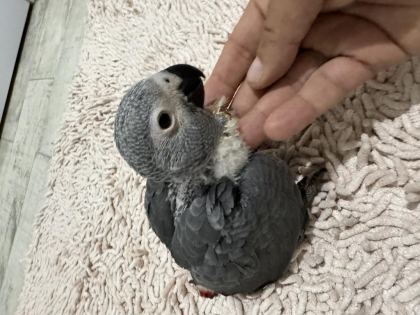 EL BÜYÜTMESİ YERLİ ÜRETİM JAKO PAPAĞANI
