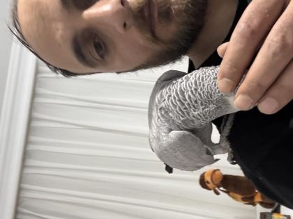 FULL EVCİL DİŞİ JAKO PAPAĞANI