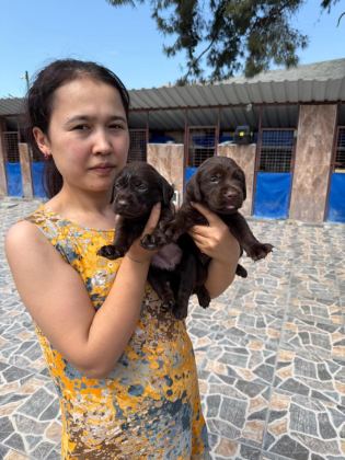 LABRADOR KÖPEĞİ YAVRULARIM