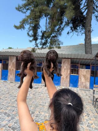 LABRADOR KÖPEĞİ YAVRULARIM
