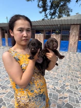 LABRADOR YAVRULARI