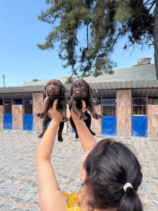 LABRADOR KÖPEĞİ YAVRULARIM