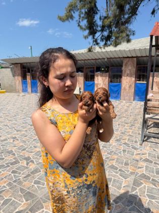 MALTİPOO KÖPEĞİ YAVRULARIMIZ