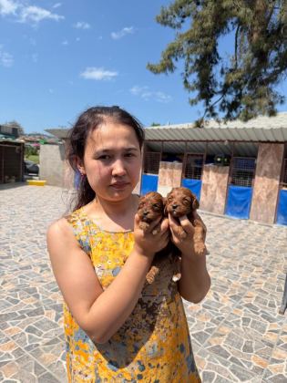 MALTİPOO KÖPEĞİ YAVRULARIMIZ