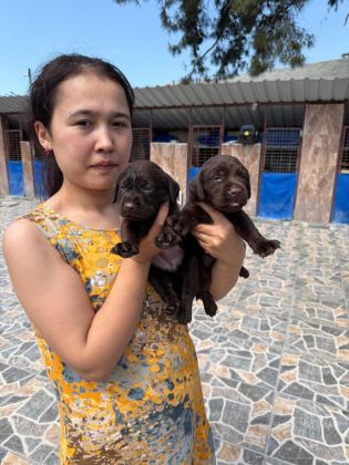 LABRADOR KÖPEĞİ YAVRULARIM